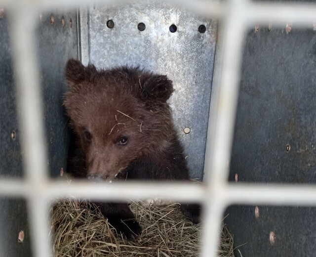 Медвежонка, обнаруженного новосибирцами, отправили в реабилитационный центр