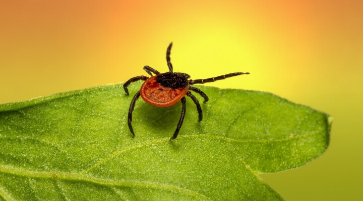 Около тысячи случаев укусов клещей зафиксировано в Новосибирской области