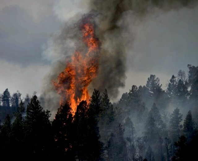 С начала пожароопасного сезона в Новосибирской области произошли десятки лесных пожаров