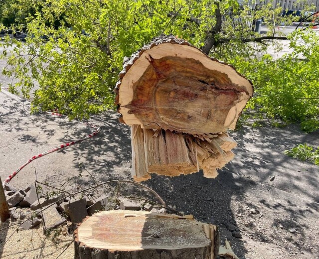 Эксперт по озеленению прокомментировала массовую вырубку деревьев в Уфе