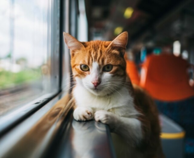 В РЖД ввели новые правила по перевозке животных после инцидента с котом Твиксом
