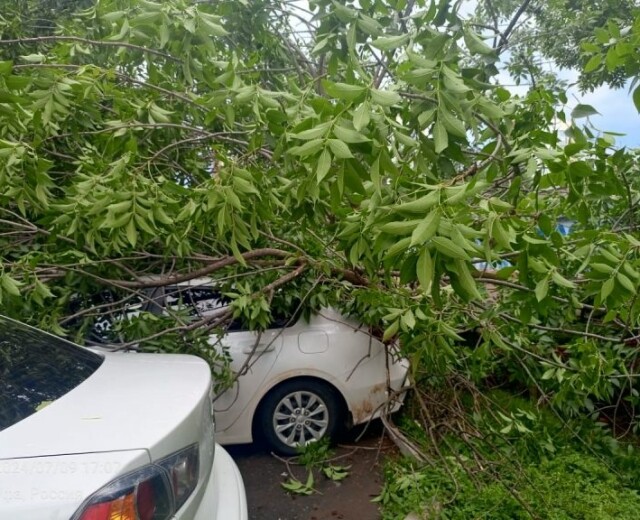 В Уфе поваленными ветром деревьями помяло 6 автомобилей