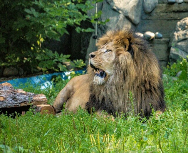 Льва из пермского зоопарка отправили в Новосибирск