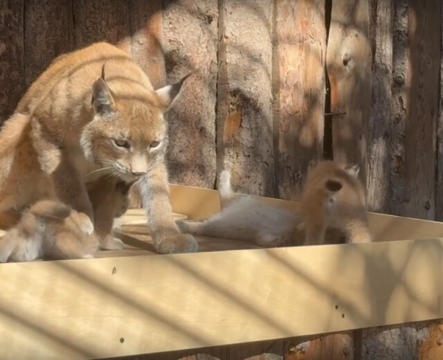 Смотрим милое видео с маленькими рысятами, недавно родившимся в зоопарке