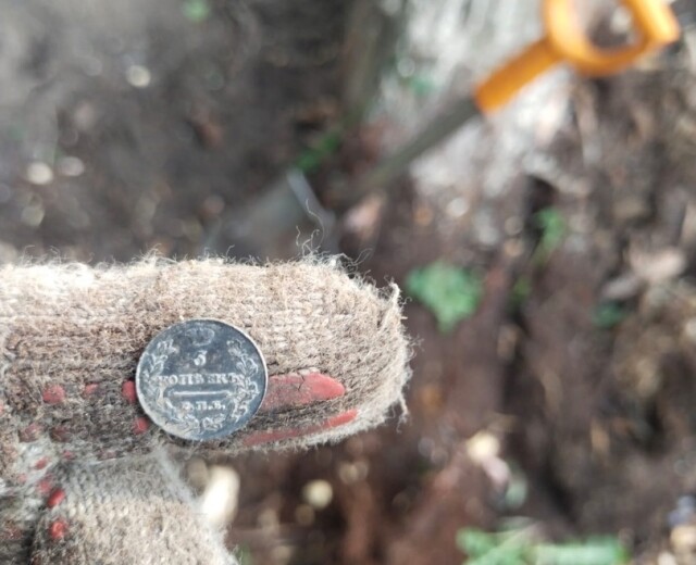 Петербургские рабочие нашли двухсотлетнюю монету во время рубки дерева