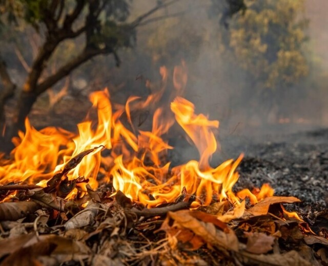 Парламент Башкортостана предлагает сразу штрафовать за нарушения в сфере пожарной безопасности в лесах