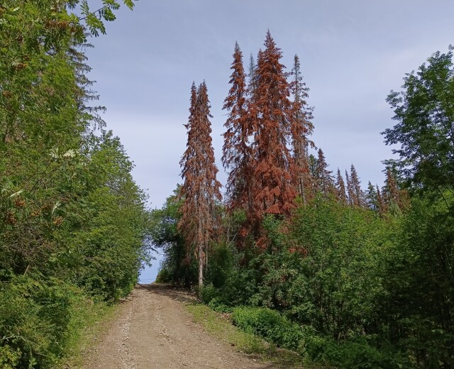 Из-за жука-полиграфа может подорожать пихтовое масло