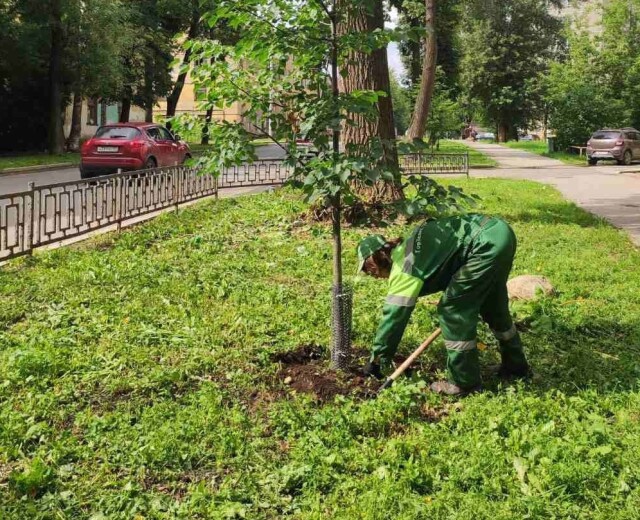 Более 500 деревьев и кустарников высадят рядом с футбольным манежем