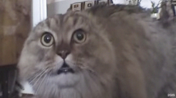 Мемы на карте Москвы и России: как найти Большого Шлепу в ГИС