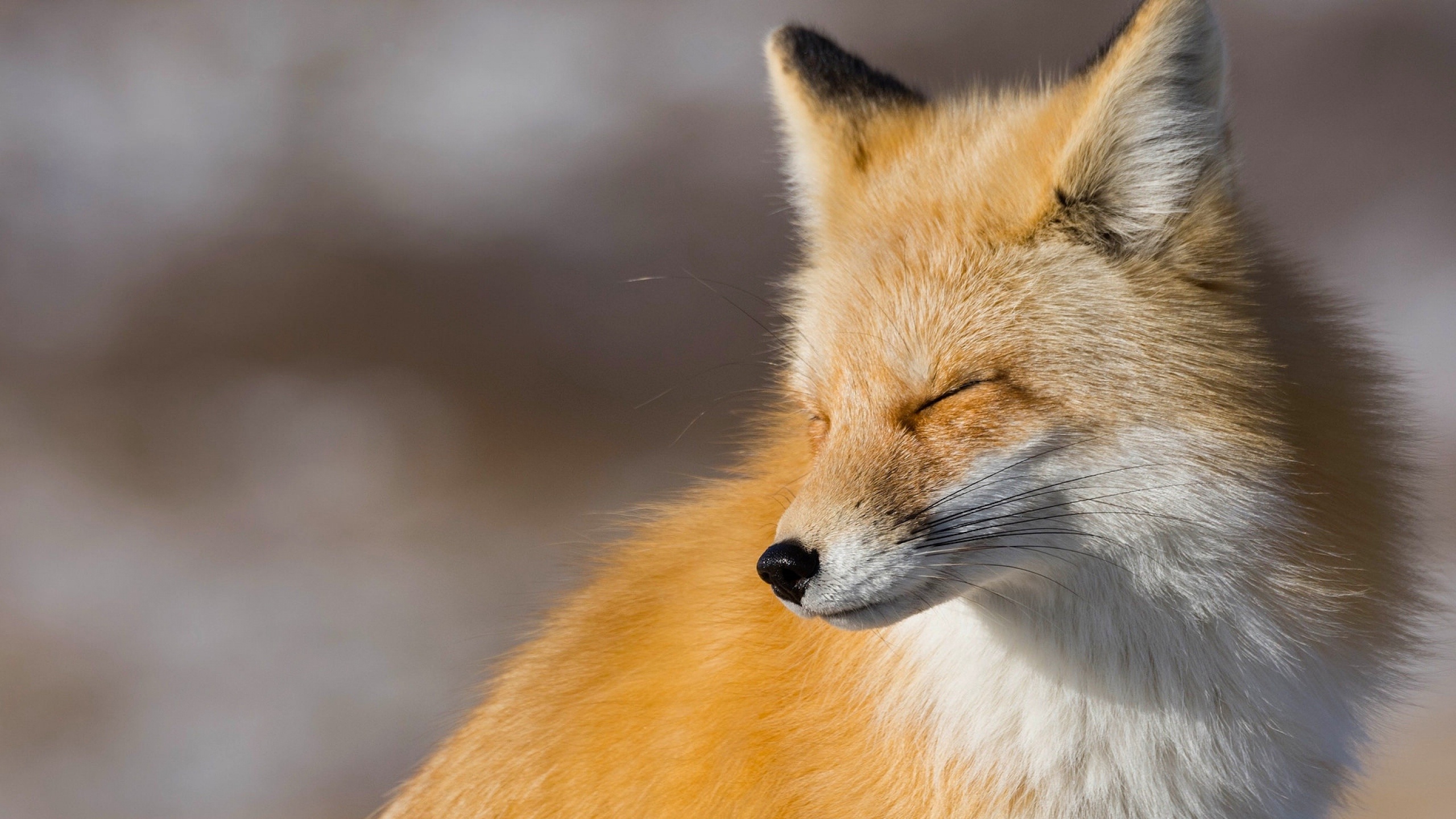 Fox look. Лиса морда. Лисица Хоккайдо. Лиса рыжая плутовка. Красивая лиса.